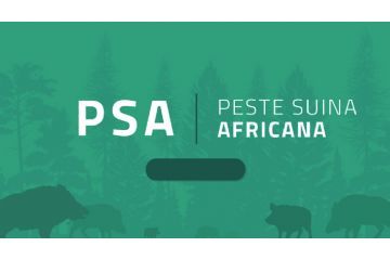 Avvertenze Peste Suina Africana