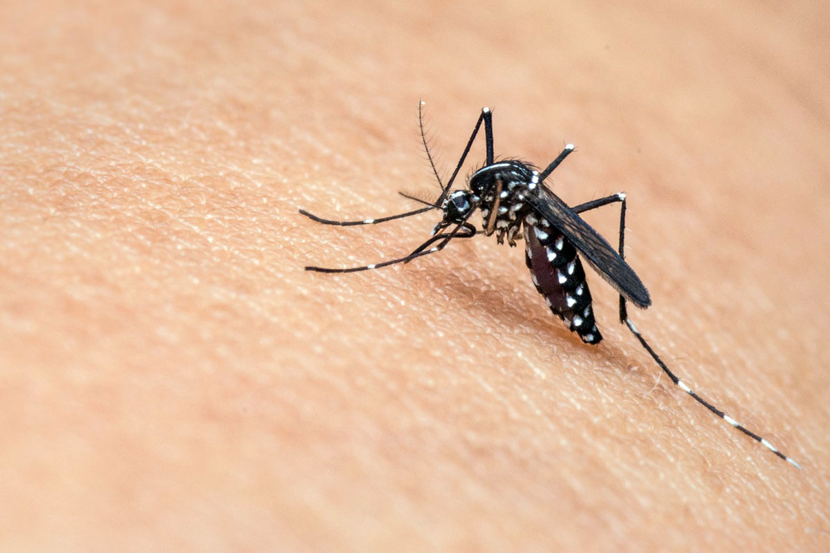virus  West Nile, trasmesso dalla zanzara Culex
