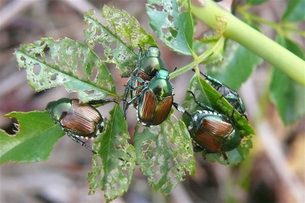 popillia japonica su foglie di una pianta