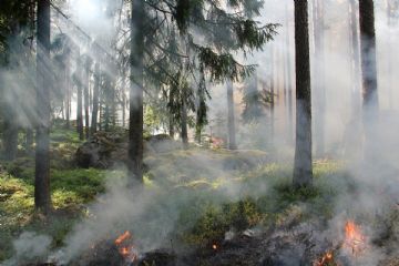 Pericolosità incendi boschivi
